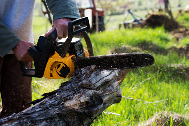 How Our Tree Care Process Works  in  Shannon, MS